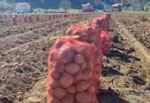 NI SLUČAJNO GA NE JEDITE: Evo kako izgleda krompir pun toksina