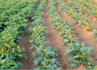 Ovaj SEOSKI TRIK ubija krompirove zlatice bolje od kemije: Samo to učinite i prestanite je tražiti na krumpiru!