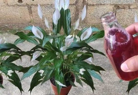 Samo ga sipajte u saksiju i cvijet cvjeta skoro NON-STOP: Nema bolesti, imamo 5 puta više lijepih listova i cvjetova!