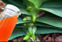 Svojim orhidejima dajem samo 1 šolju mjesečno: Snažno korenje i CVAT cijele godine!