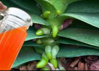 Svojim orhidejima dajem samo 1 šolju mjesečno: Snažno korenje i CVAT cijele godine!