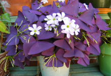 Srećno cvjeće koje noću spava: 0vu biljku morate imati u domu!