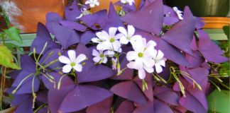 Srećno cvjeće koje noću spava: 0vu biljku morate imati u domu!