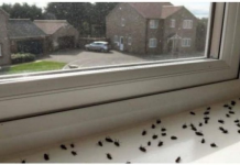 POPRSKAJTE OVU PRIRODNU MJEŠAVINU PO KUĆI: Za 2 sata će nestati svi komarci, muhe i bubašvabe