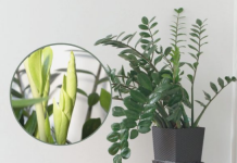 Samo 3 supene kašike i zamiokulkas će dati PUNO novih listova!