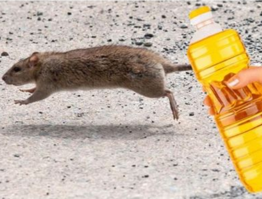 Nekoliko kapi ovog proizvoda će vam pomoći da TRAJNO otjerate miševe iz kuće: Slijedite OVU proceduru!