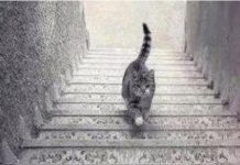 PSIHOLOŠKI TEST – DA LI MAČKA SA SLIKE SILAZI ILI SE PENJE UZ STEPENICE: Odgovor otkriva kakva ste ličnost zapravo!