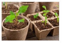 Ne bacajte rolnu toalet papira: Jedna žena je napravila čudo – i svi će ovog proleća posmatrati njeno dvorište