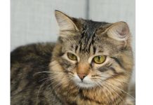 Ako vam na kućni prag dođe mačka, to znači samo jedno: Dobro se pripremite