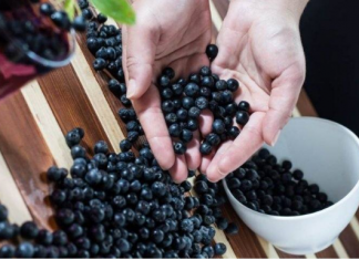 MOĆNE BOBICE PREPUNE ANTIOKSIDANATA – ARONIJA JE RIZNICA ZDRAVLJA: Najefikasnija je ako se konzumira na ovaj način!