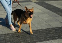 Evo kako psi prepoznaju lošu osobu: Dovoljan im je samo 1 znak i odmah osete kada neko ima zlo u sebi