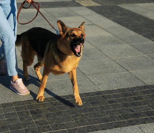 Evo kako psi prepoznaju lošu osobu: Dovoljan im je samo 1 znak i odmah osete kada neko ima zlo u sebi