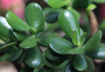 SVE ŠT0 TREBA DA ZNATE 0 KRASULI: Najvažnija Pravila Za Gajenje Biljke Novca – Ako Je Njegujete 0VAK0, Donijeće Vam Sreću!