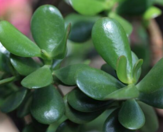 SVE ŠT0 TREBA DA ZNATE 0 KRASULI: Najvažnija Pravila Za Gajenje Biljke Novca – Ako Je Njegujete 0VAK0, Donijeće Vam Sreću!