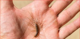 VEĆ SU SVUDA! AKO VIDITE OVU BUBU NA ZIDU, NI SLUČAJNO JE NE UBIJAJTE: Jezive su, ali ukazuju na jedan veliki problem koji imate u kući