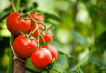 Iskusni baštovani oko paradajza uvek posipaju ovaj prah: Rezultati vidljivi posle 2 dana, imaćete zdrave i sočne plodove