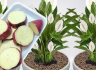 Samo 1 krompir čini da eksplodira sa toliko cvijeća, jednostavno, jeftino i VRLO BRZO