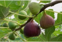 LJUDI KOJI IMAJU OVU BOLEST NE TREBA DA JEDU SMOKVE: Mogu biti POGUBNE za zdravlje, evo i zbog čega