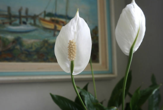 Spatifilum: Čarobna biljka koja donosi sreću i ljubav