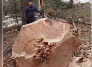 Nevjerojatan Prizor na Sječi Drveća: Drvosječa Miloš Doživio Neviđeno Čudo Prirode