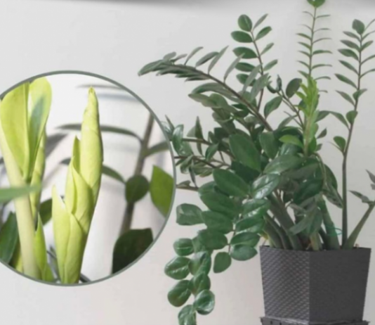 Samo 3 supene kašike i zamiokulkas ćedati PUNO novih listova!