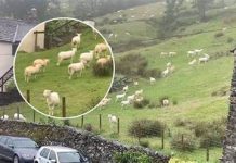 SNIMALA OVCE pa primjetila nešto vrlo čudno: “Nisam mogla vjerovati svojim očima! Kako je to moguće?”