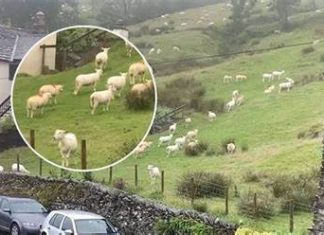 SNIMALA OVCE pa primjetila nešto vrlo čudno: “Nisam mogla vjerovati svojim očima! Kako je to moguće?”