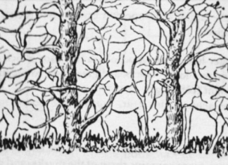 Prva životinja koju vidite otkriva sve o vašoj ličnosti: Nevjerovatno tačan test podsvijesti