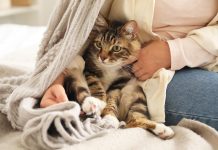 Zašto su ljudi počeli držati mačke? Znanstvenik otkriva jezivu istinu iz davne prošlosti