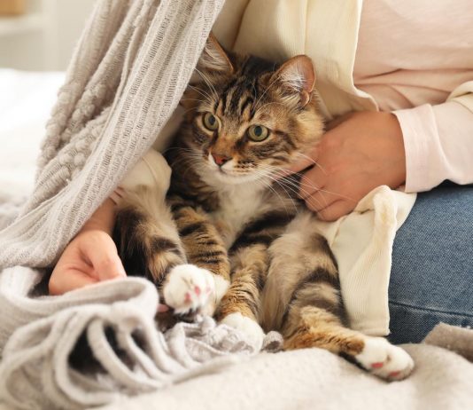 Zašto su ljudi počeli držati mačke? Znanstvenik otkriva jezivu istinu iz davne prošlosti