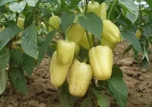 Zalijte papriku, krastavce i paradajz ovim rastvorom i rađaće kao nikad: Najbolja prirodna prihrana