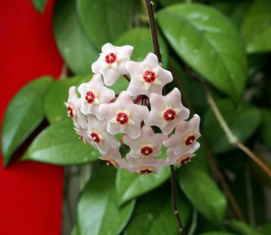 Ova biljka mijenja energiju doma – a većina ni ne zna kako se zove!