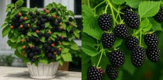 Kako možete uzgajati vlastite KUPINE u saksiji – lako, brzo i bez mnogo muke