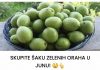 SKUPITE ŠAKU ZELENIH ORAHA U JUNU! 😲👆Mnogi ih imaju u vrtu i nemaju pojma što ovi zeleni plodovi mogu učiniti. Ne čekajte da sazru!