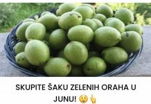 SKUPITE ŠAKU ZELENIH ORAHA U JUNU! 😲👆Mnogi ih imaju u vrtu i nemaju pojma što ovi zeleni plodovi mogu učiniti. Ne čekajte da sazru!