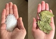 Lovorov list i sol: Moćan duo s nevjerovatnim prednostima