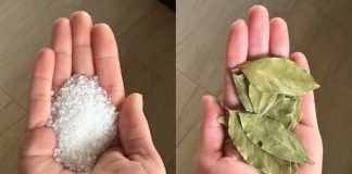 Lovorov list i sol: Moćan duo s nevjerovatnim prednostima