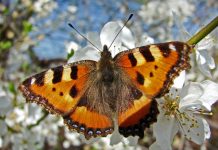 Ako uradite OVO, leptiri neće napustiti vašu baštu cele sezone!