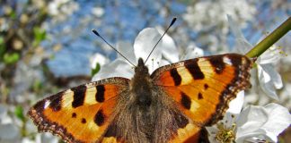 Ako uradite OVO, leptiri neće napustiti vašu baštu cele sezone!
