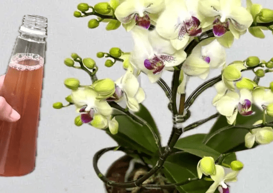 Samo joj dajte 1 kašiku i uništena ORHIDEJA će niknuti mnogo novih korijena!