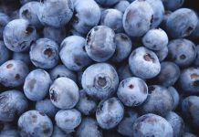 Razmnožavanje borovnica – OVO je tako jednostavno!