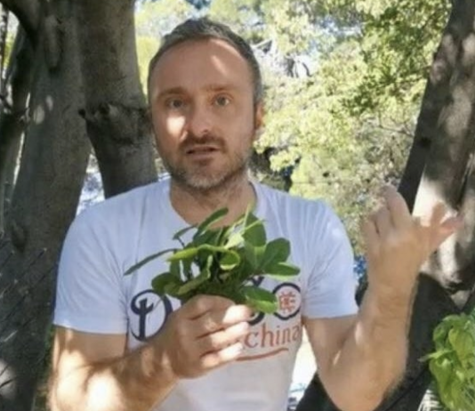 Raste pored puta, a liječi jetru, krv i bolne zglobove – prirodno čudo koje svi ignorišu!