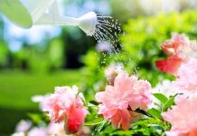 Sjajan trik iskusnih baštovana: Sačuvajte biljke od štetočina uz pomoć proizvoda koji već imate kući