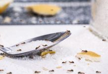 10 učinkovitih načina kako se riješiti mrava u kući ili stanu