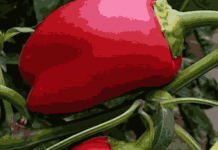 Samo rijetki znaju ovu caku: Zalijte mlade paprike ovim rastvorom i rodiće kao nikad prije!