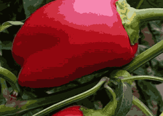 Samo rijetki znaju ovu caku: Zalijte mlade paprike ovim rastvorom i rodiće kao nikad prije!