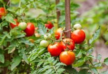 Uzgajajte PARADAJZ na terasi koristeći ovaj jednostavan TRIK za obilne plodove