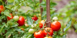 Uzgajajte PARADAJZ na terasi koristeći ovaj jednostavan TRIK za obilne plodove