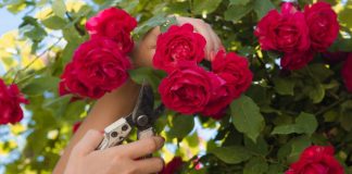 Kada je pravo vreme orezati ruže i spremiti ih za zimu: Uradite ovako i sačuvaćete ih od mraza Kada je pravo vreme orezati ruže i spremiti ih za zimu: Uradite ovako i sačuvaćete ih od mraza - featured image