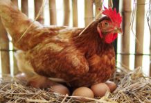 Konačno otkriveno šta je starije kokoška ili jaje? Odgovor će vas iznenaditi Konačno otkriveno šta je starije kokoška ili jaje? Odgovor će vas iznenaditi - featured image